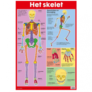 Poster Het skelet